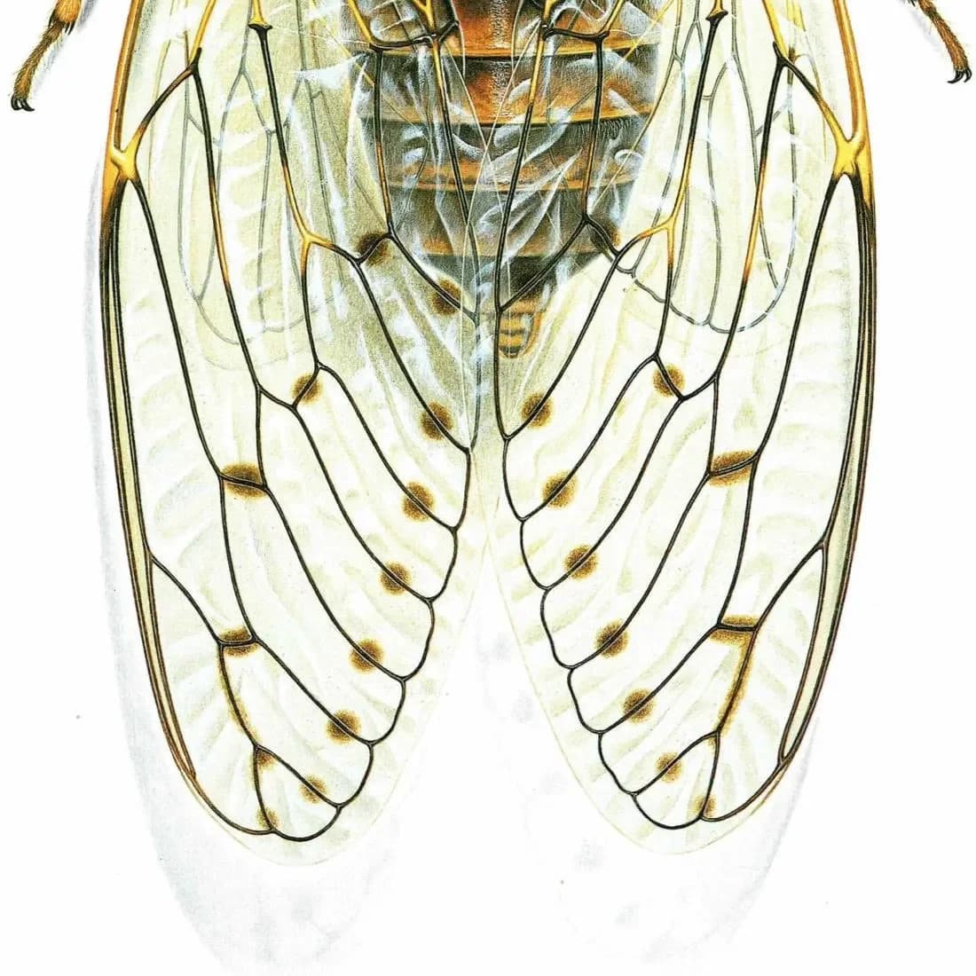 1986 Ash Cicada Tettigia Orni Print - Durin Bernard Les Insectes Scientific Illustration - Linnaeus Entomology - 11 x 13 in