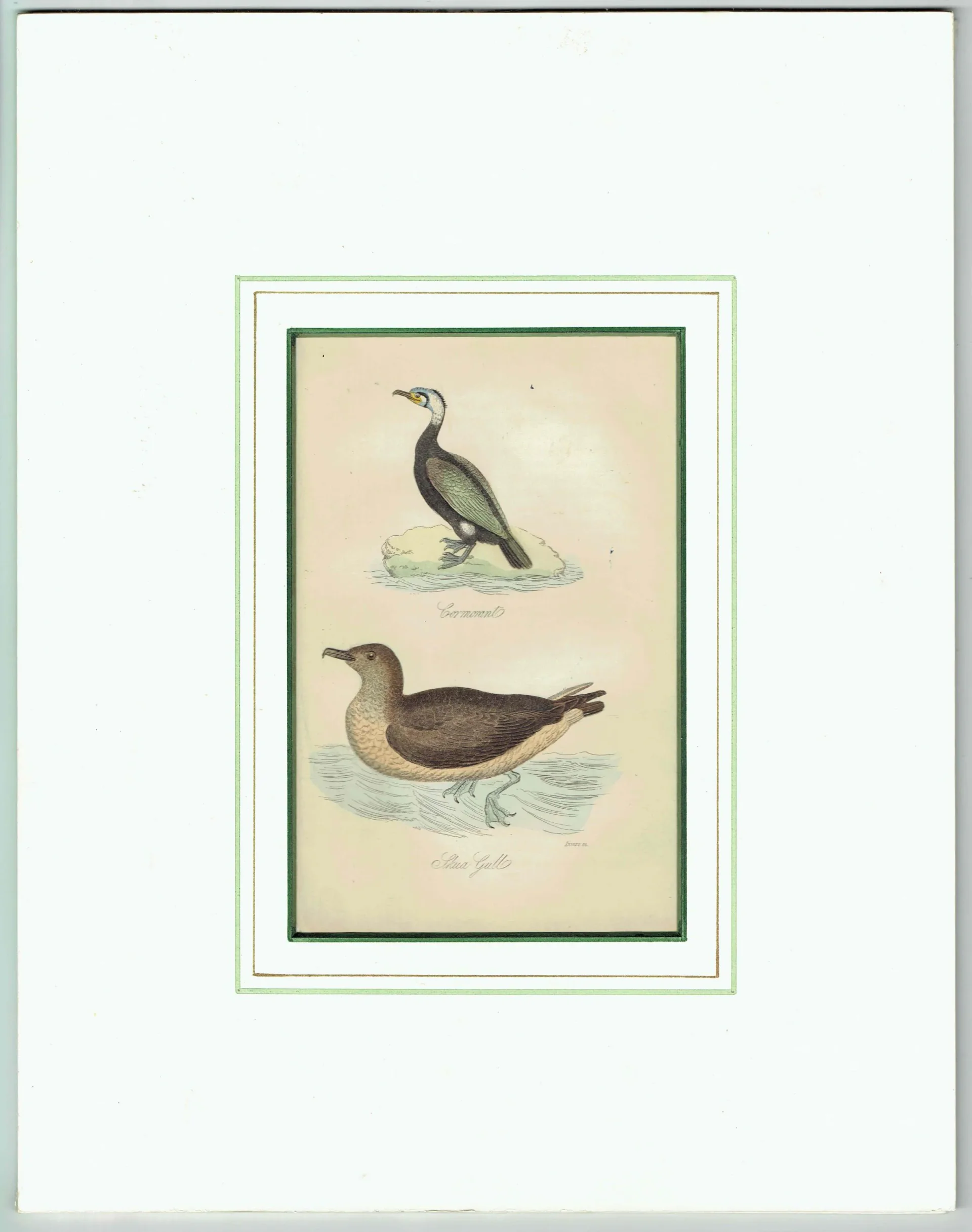 c.1835 Cormorant & Skua Gull Print - Hand-Coloured Ornithology Seabird Natural History - 7.25 x 4.25 in