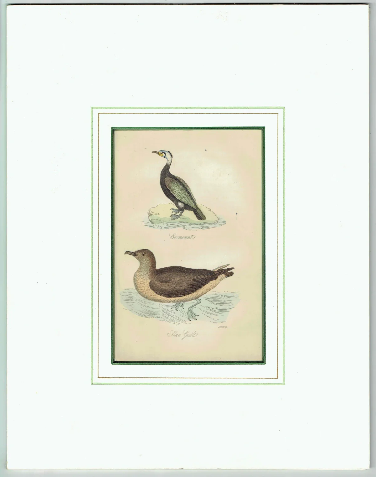 c.1835 Cormorant & Skua Gull Print - Hand-Coloured Ornithology Seabird Natural History - 7.25 x 4.25 in
