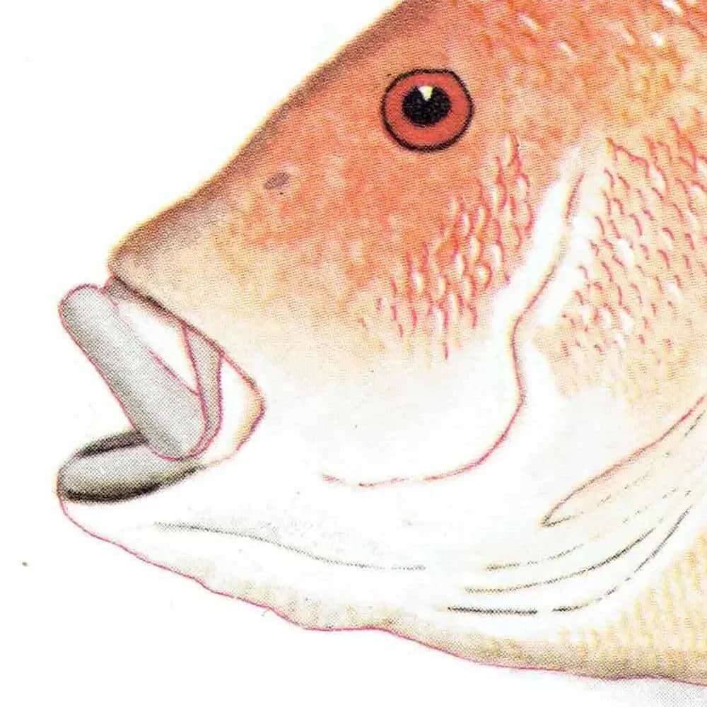 1964 Mangrove Jack & Blue-banded Sea Perch - Original Vintage Print By Coates - Great Barrier Reef Fish Science Art - 7 x 9 in