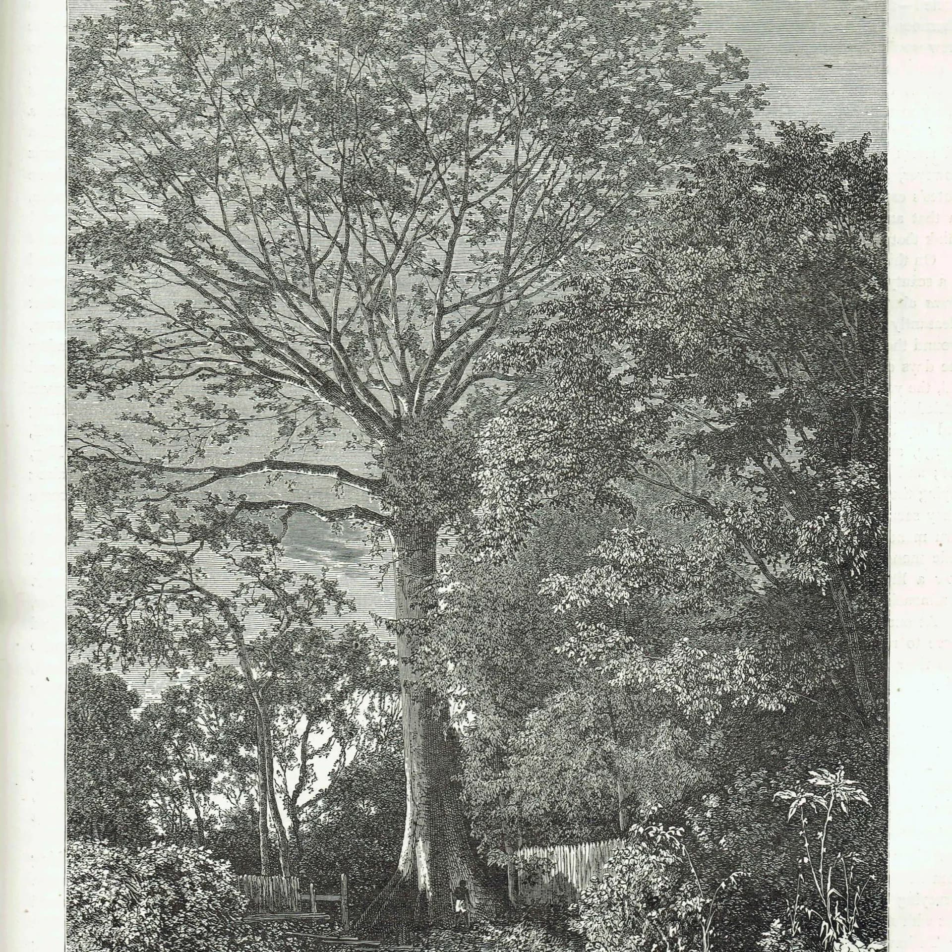 1871 Samauma Tree Amazon - Antique Engraving - Illustrated Travels Victorian Travel Botanical - 8 x 11.5