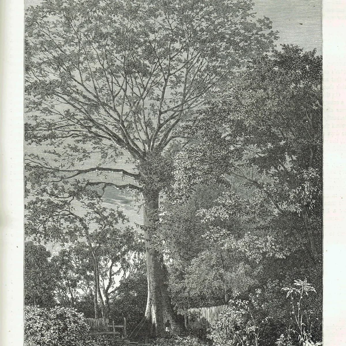 1871 Samauma Tree Amazon - Antique Engraving - Illustrated Travels Victorian Travel Botanical - 8 x 11.5