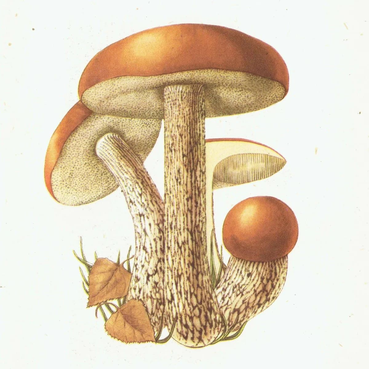 Vintage Mushroom Print - 1943 Ellenby Botanical Illustration