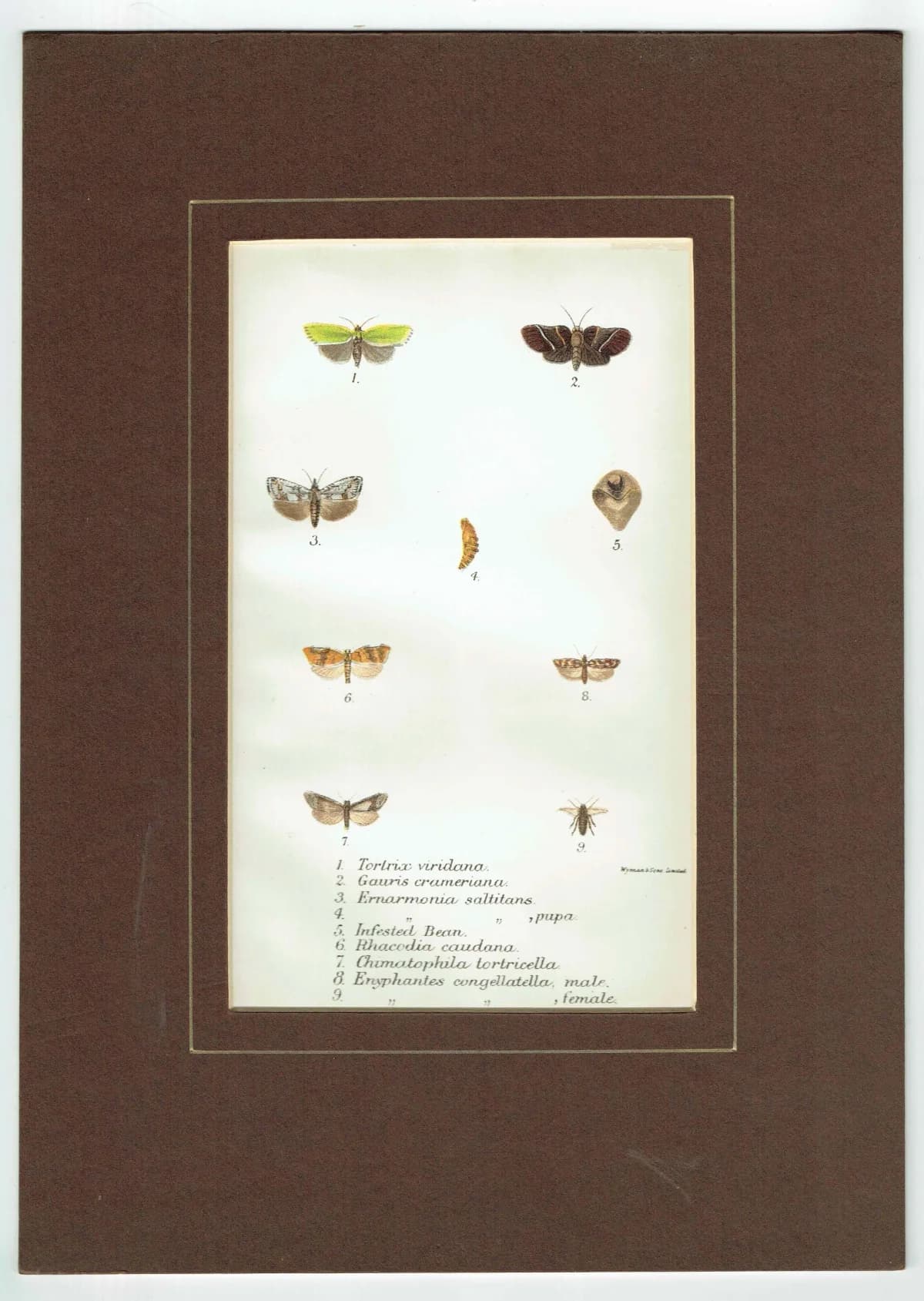 1897 Tortricid Moths Print - Hand-Colored Entomology Plate