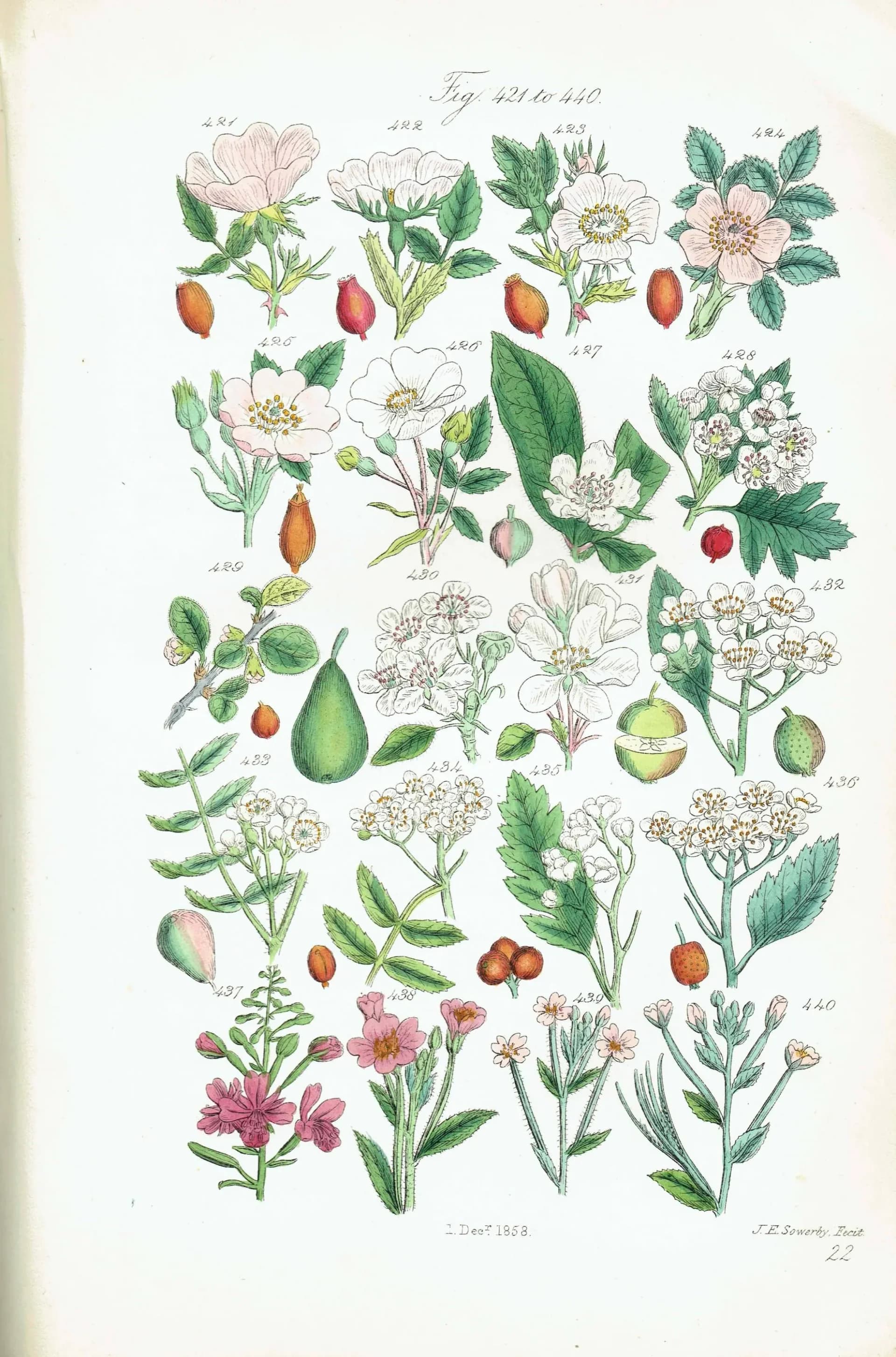 1910 Wild Apple Dog Rose Willowherb - Original Antique Print By Sowerby - British Flora Botanical Study Educational - 6.25 x 9.5 in