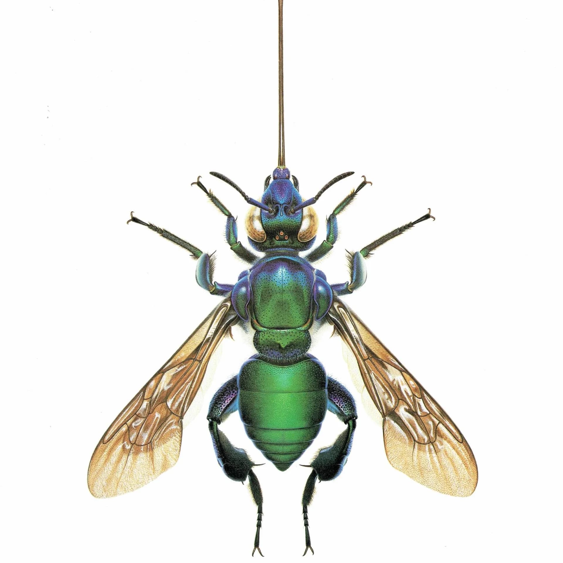 1986 Golden Bee Exaerete Smaragdina Print - Durin Bernard Les Insectes - Vintage Scientific Illustration - Guerin Entomology - 11 x 13 in