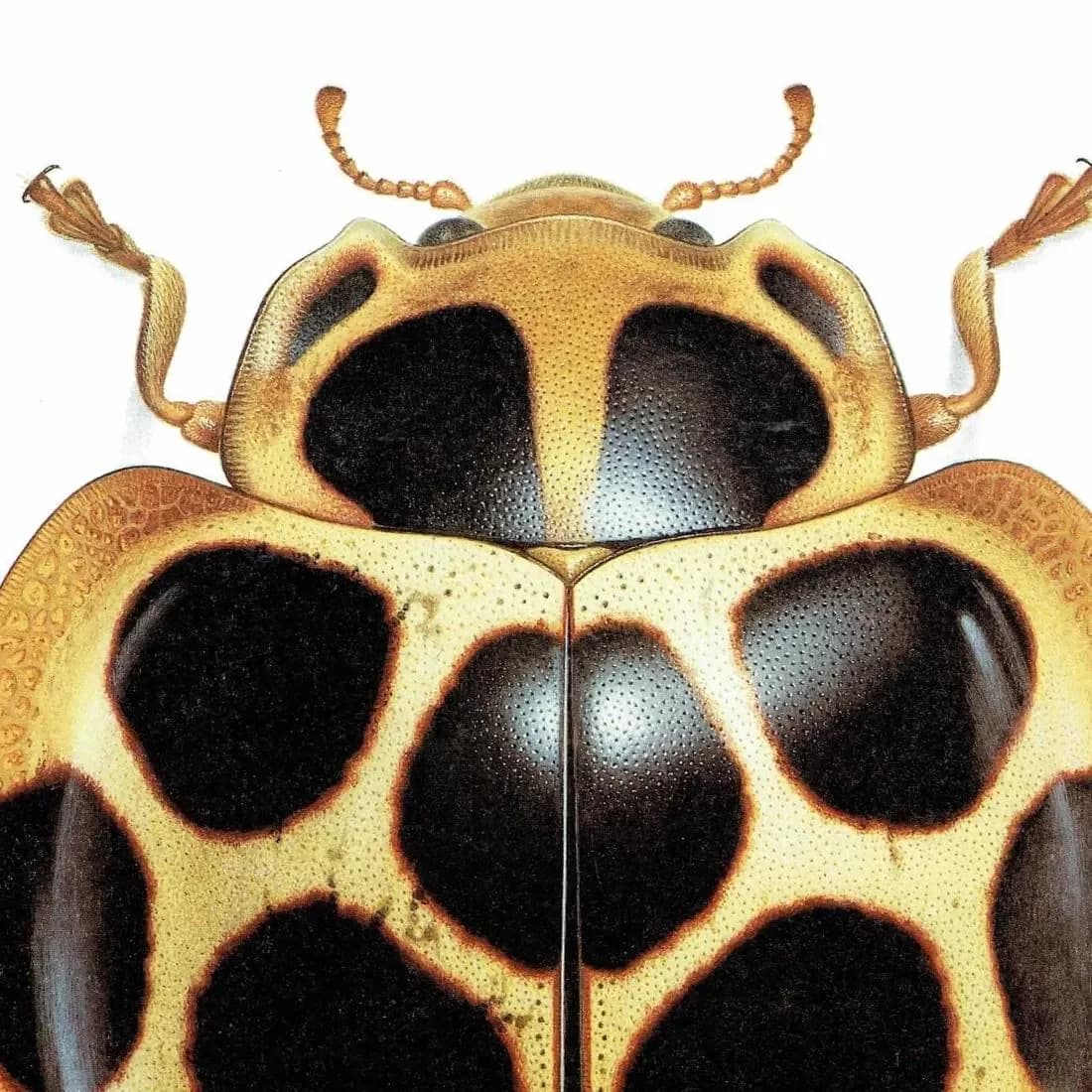 1986 Tortoise Ladybug Aiolocaria Hexaspilota Print - Durin Bernard Les Insectes Scientific Illustration - Hope Entomology - 11 x 13 in
