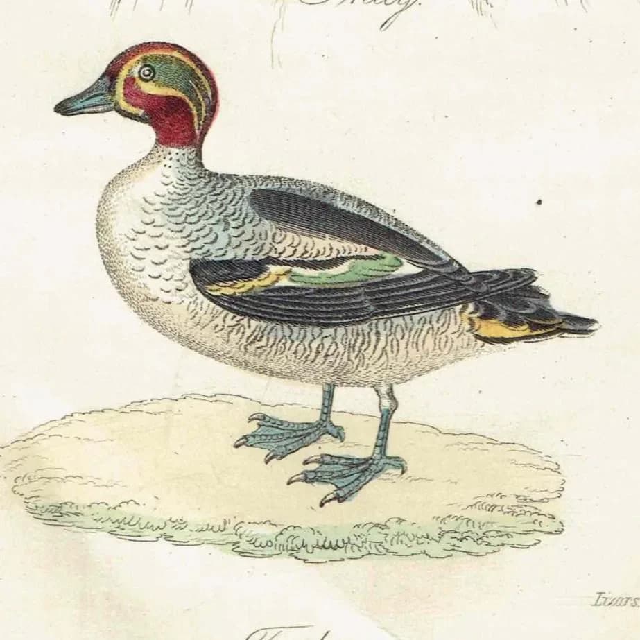 c.1835 Shag & Teal Ornithology Print - Hand-Coloured Engraving - Coastal Shag And Teal Duck - 7 x 4.25 in