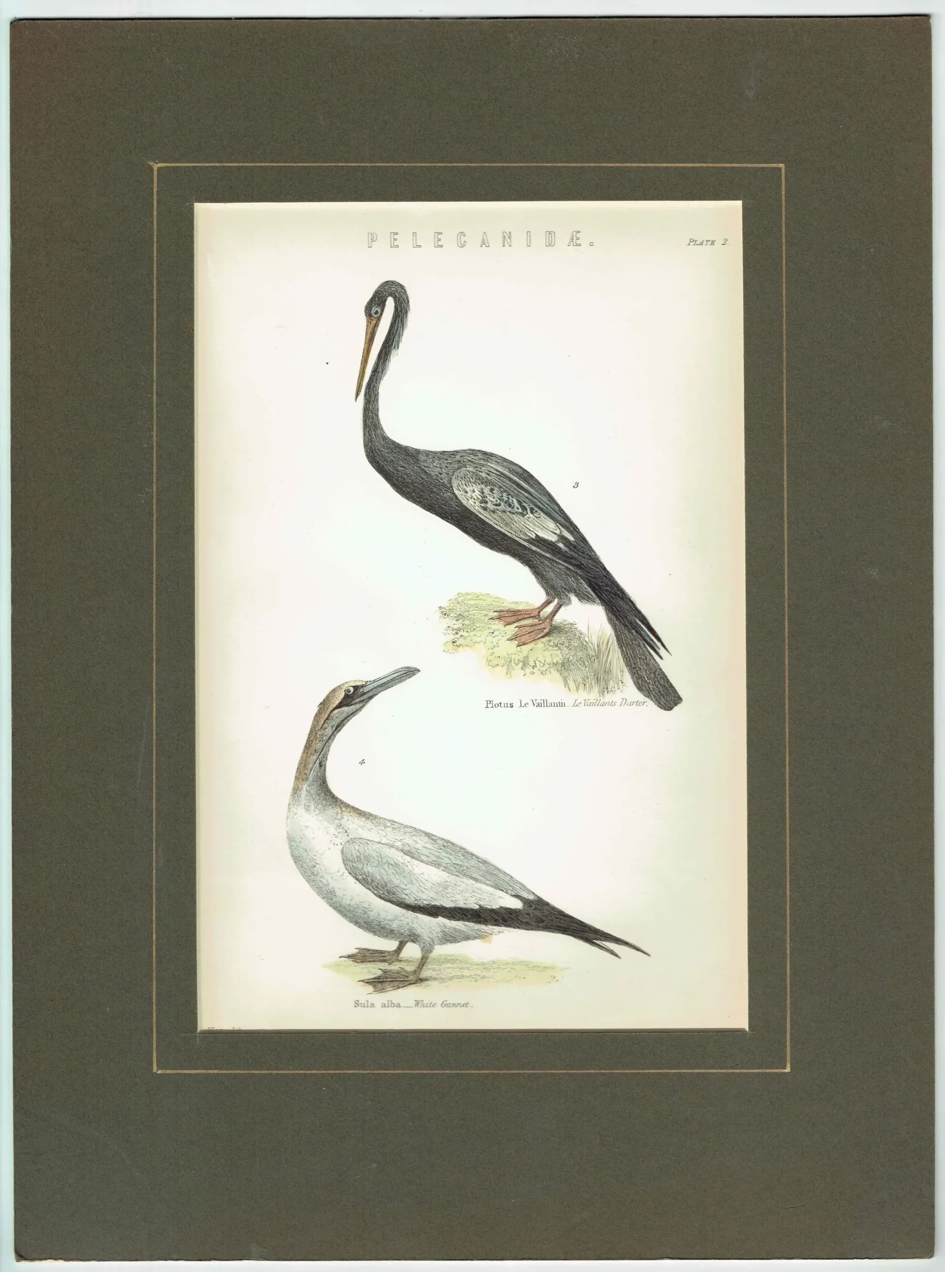 c.1890 Pelecanidae Print - Vaillant’s Darter & White Gannet - Hand Coloured Ornithology Art - 9.5 x 6.25 in