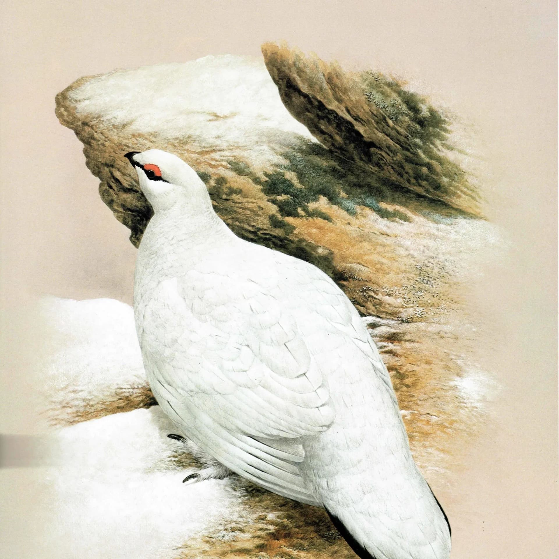 1981 Ptarmigan Lopus Mutus in Winter Plumage - Original Vintage Game Birds Wildlife Art Print - Maurice Pledger - 11.5 x 16.5 in
