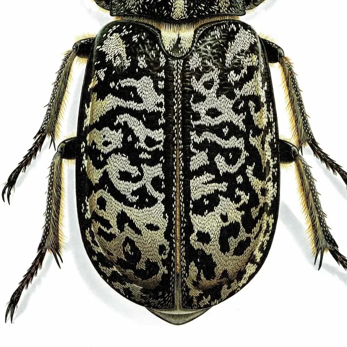 1986 Tanner Beetle Polyphylla Fullo Print - Durin Bernard Scientific Illustration- Linnaeus Entomology - 11 x 13 in