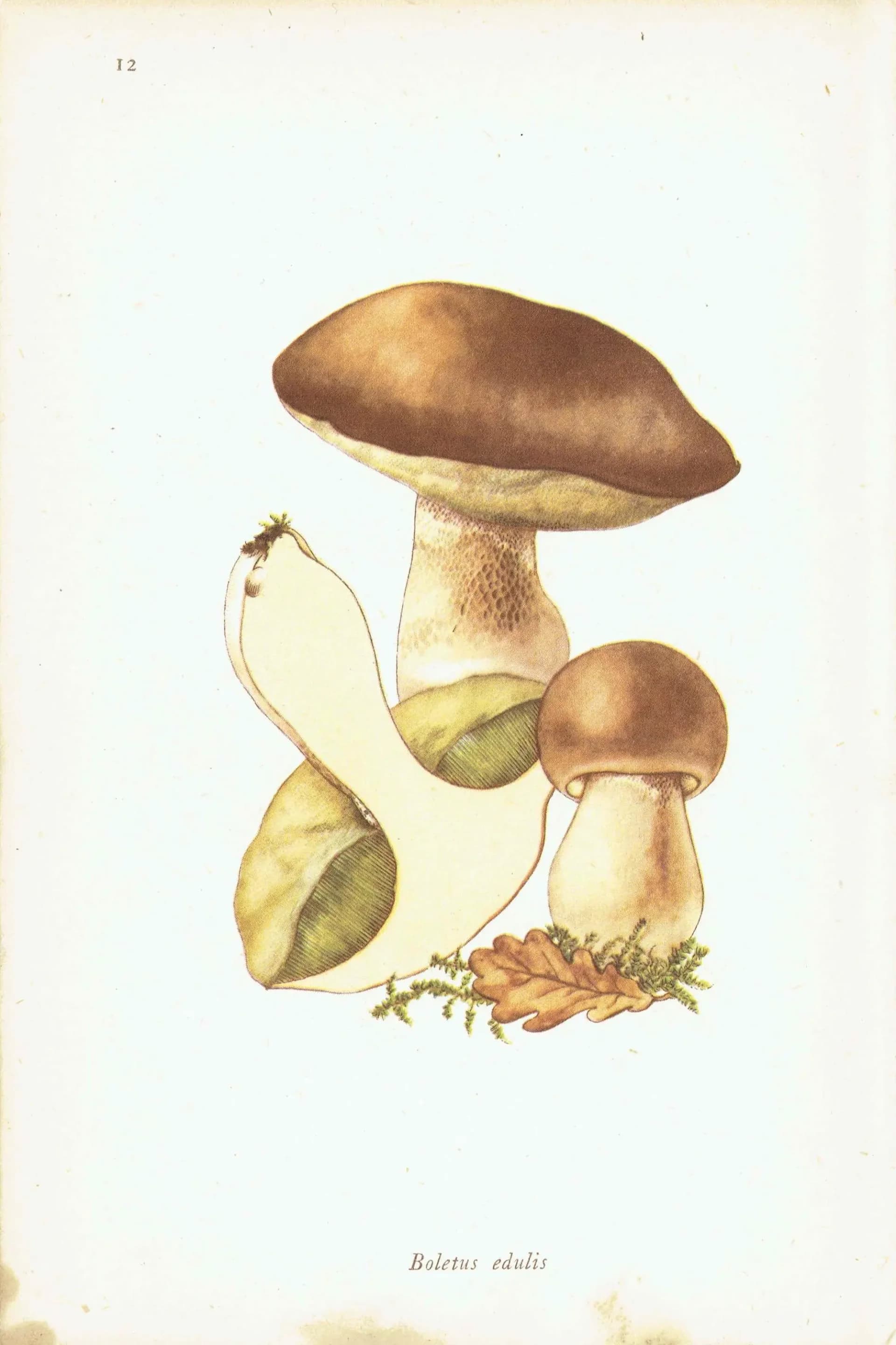 Vintage 1943 Mushroom Print – Shaggy Ink Cap & Penny Bun Botanical Illustration