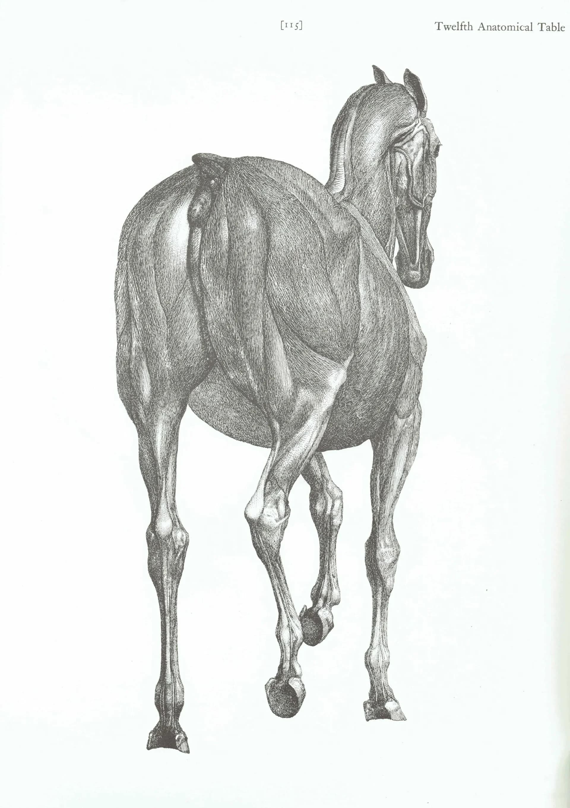 Horse Muscle Anatomy - Original 1976 Vintage Print from 1766 Stubbs etching - Equine Scientific Study Georgian Natural History - 14 x 10 in