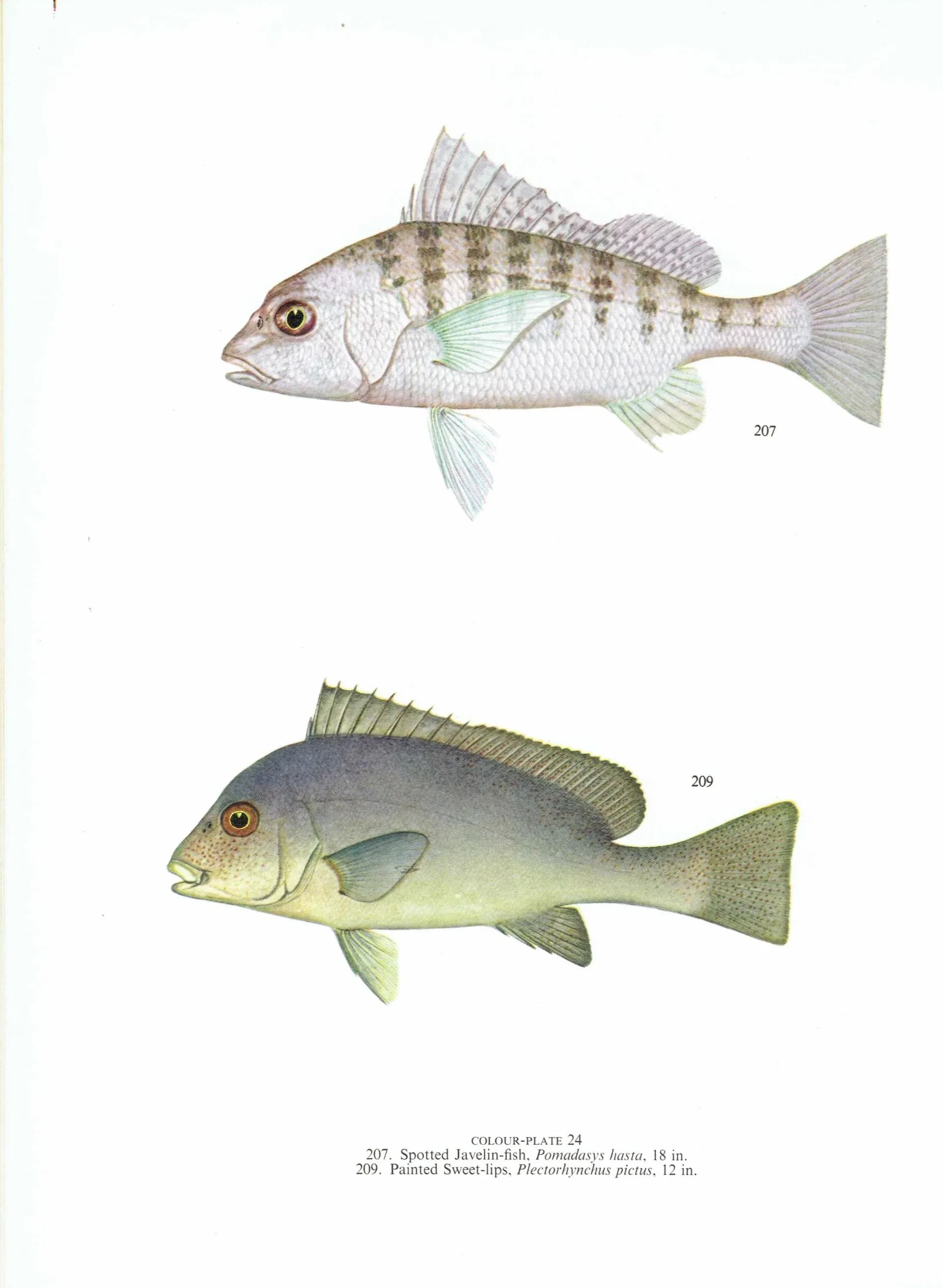 1964 Pearly Spine-cheek & Blue-banded Whiptail - Original Vintage Print By Coates - Great Barrier Reef Fish Science Art - 7 x 9 in