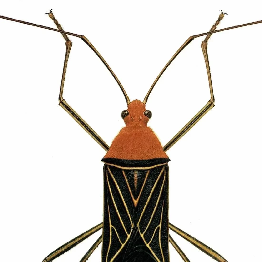 1986 Leaf-Footed Bug Anisoscelis Flavolineata Print - Durin Bernard Scientific Illustration - Blanchard Entomology - 11 x 13 in