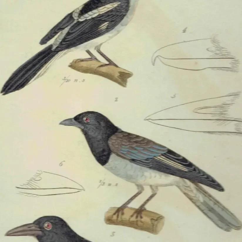 1835 Birds Cuvier Animal Kingdom Print - Ornithology Hand-Coloured Print - Shrike, Choucari, Norfolk Island Waker Illustration - 9 x 5.5 in