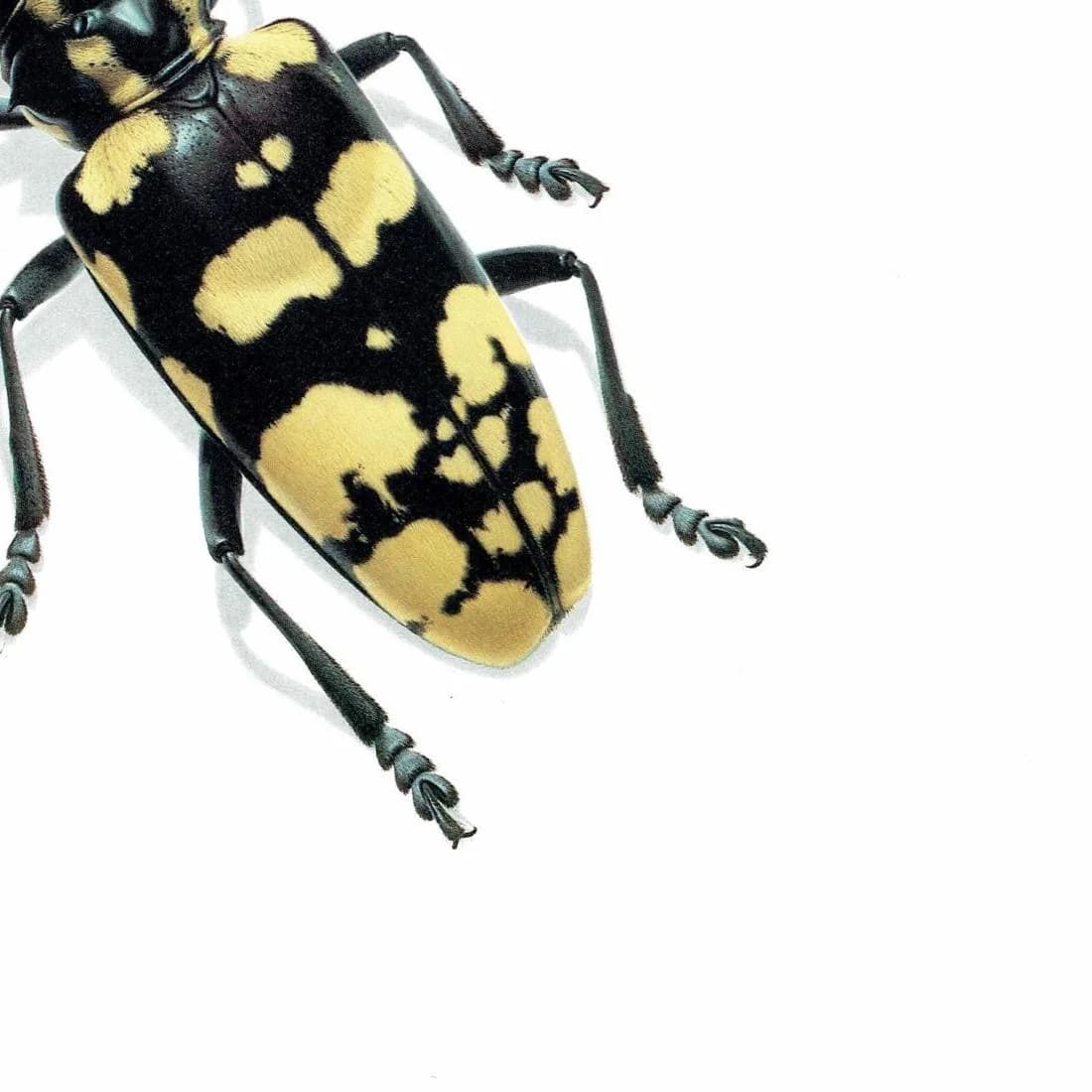1986 Longhorn Beetle Anoplophora Horsfieldi Print - Durin Bernard Les Insectes - Hope Frederick William Entomology Science - 11 x 13 in