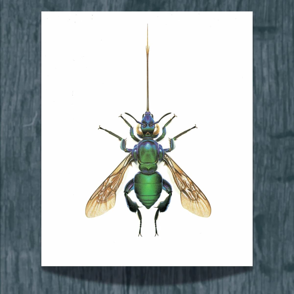 1986 Golden Bee Exaerete Smaragdina Print - Durin Bernard Les Insectes - Vintage Scientific Illustration - Guerin Entomology - 11 x 13 in