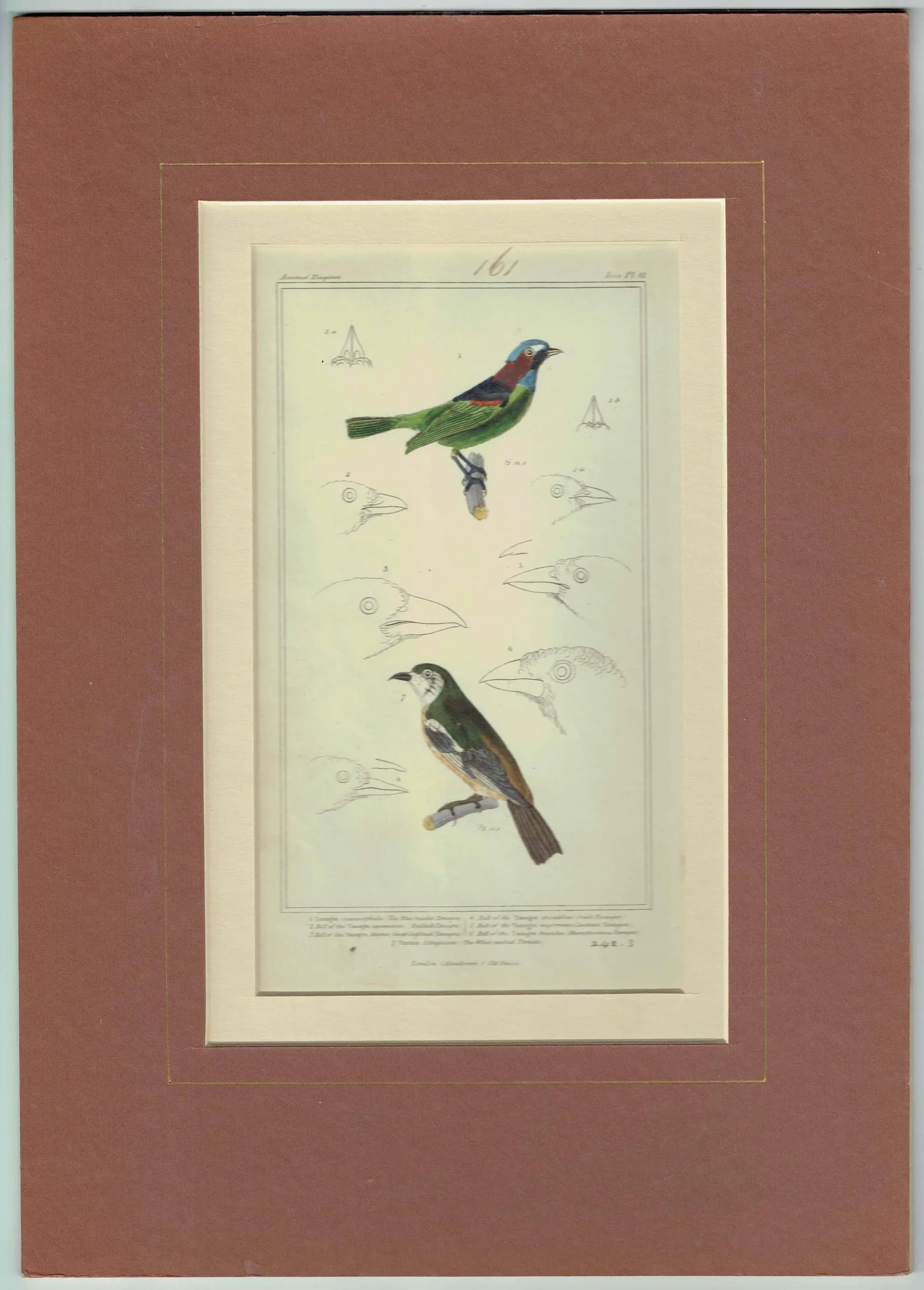c.1836 Animal Kingdom Aves Pl.61 Antique Bird Print - Blue-headed Tanagra & White-necked Thrush - Hand Coloured Ornithology - 8.5 x 5 in