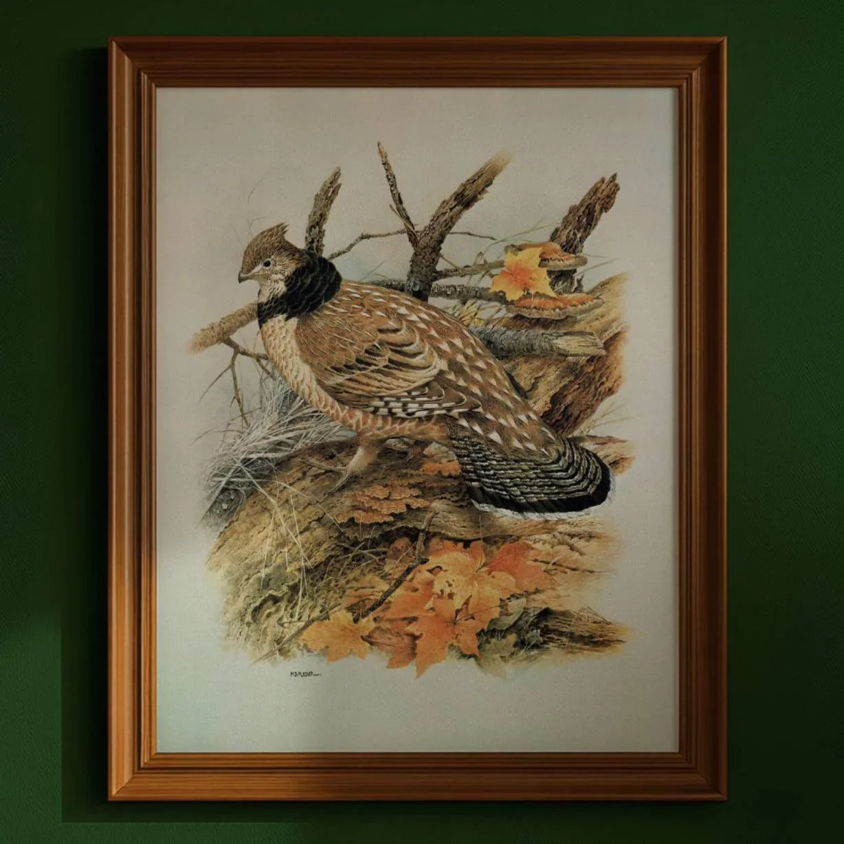 1980s Ruffed Grouse - Game Birds Original Vintage Print By Pledger - Autumn Woodland Wildlife Natural History - 11.5 x 16.5 in