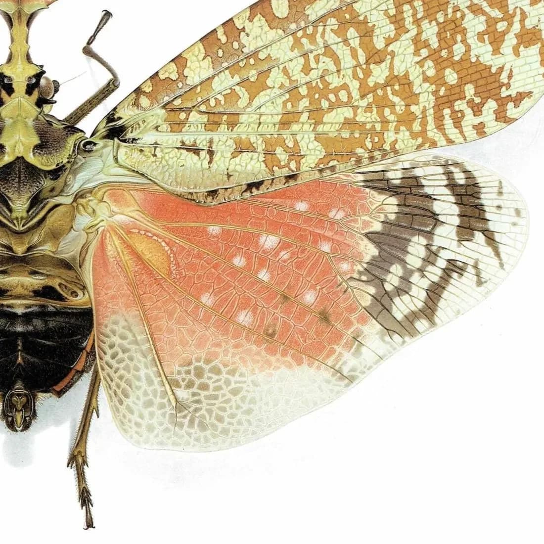 1986 Crowned Lanternfly Phrictus Diadema Print - Durin Bernard Les Insectes Scientific Illustration - Linnaeus Entomology - 11 x 13 in