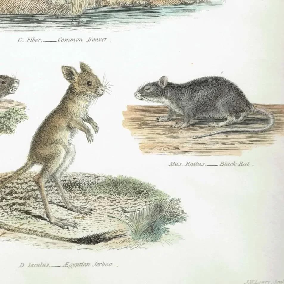 1833 Mammalia Print - Rodentia Rodents - Beaver, Lemming & Jerboa - 8.5 x 10.75 in