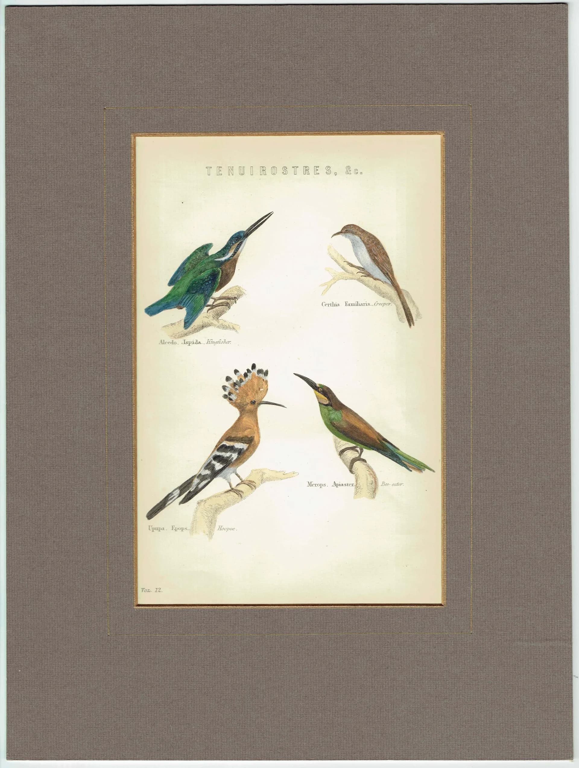 c.1874 Tenuirostres Birds Print - Kingfisher, Hoopoe, Bee-eater, Treecreeper Ornithological Plate - 9.5 x 6.5 in