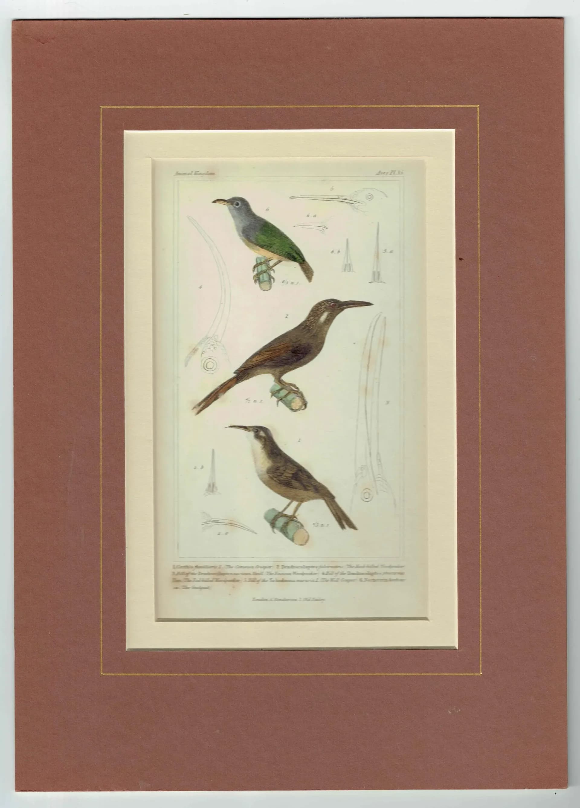 1835 Cuvier Birds Print - Animal Kingdom - Print - Woodpecker & Creeper - Hand-Coloured Ornithology Illustration - 8.5 x 5.5 in