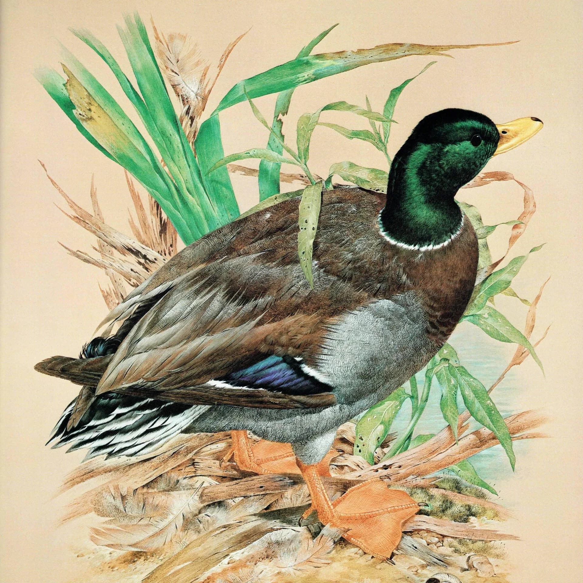 1981 Mallard Drake Anas Platyrhynchos - Original Vintage Print - Game Birds - Maurice Pledger Wildlife Study - 11.5 x 16.5 in