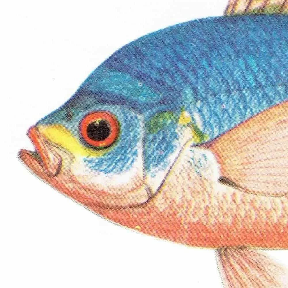 1964 Black-spot Sea Perch & Yellow-banded Hussar - Original Vintage Print By Coates - Great Barrier Reef Fish Science - 7 x 9 in