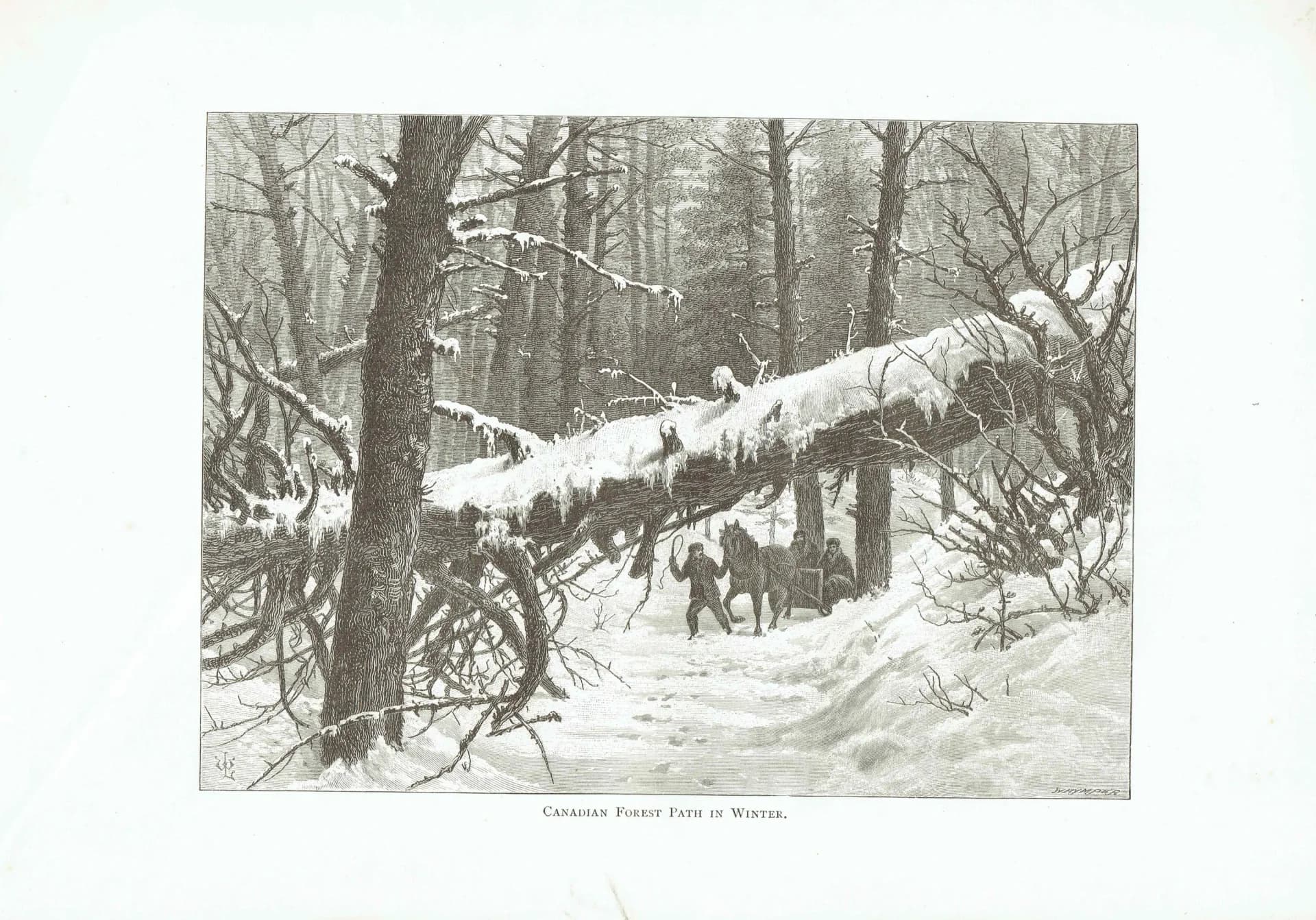 1885 Canadian Forest Path in Winter - Original Antique Engraving By Whymper - Victorian Landscape Snow Scene Travel - 10.75 x 7.25 in