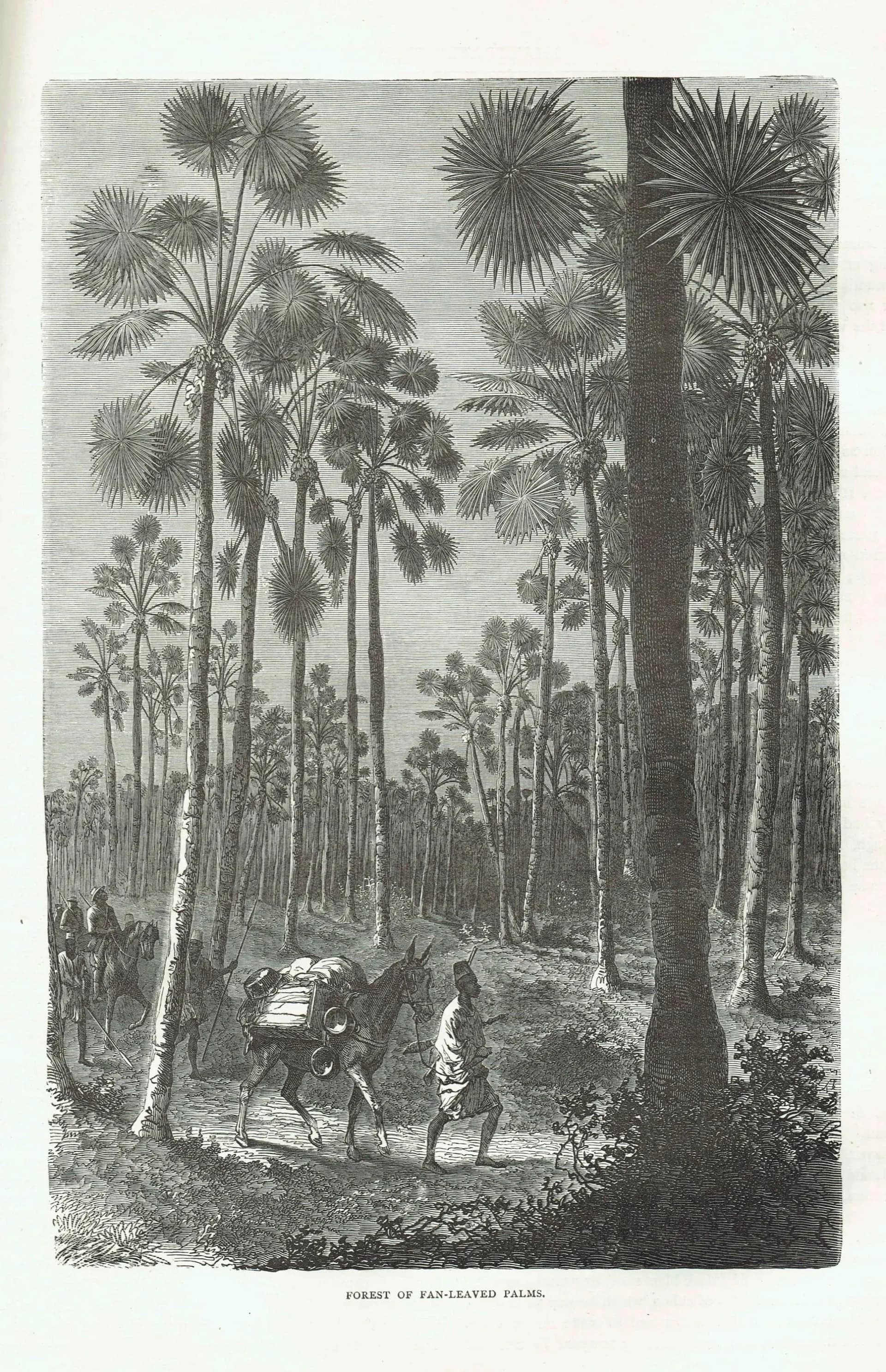 1871 Forest of Fan-Leaved Palms - Antique Engraving By Bates - Illustrated Travels Tropical Landscape - 8 x 11.5 in