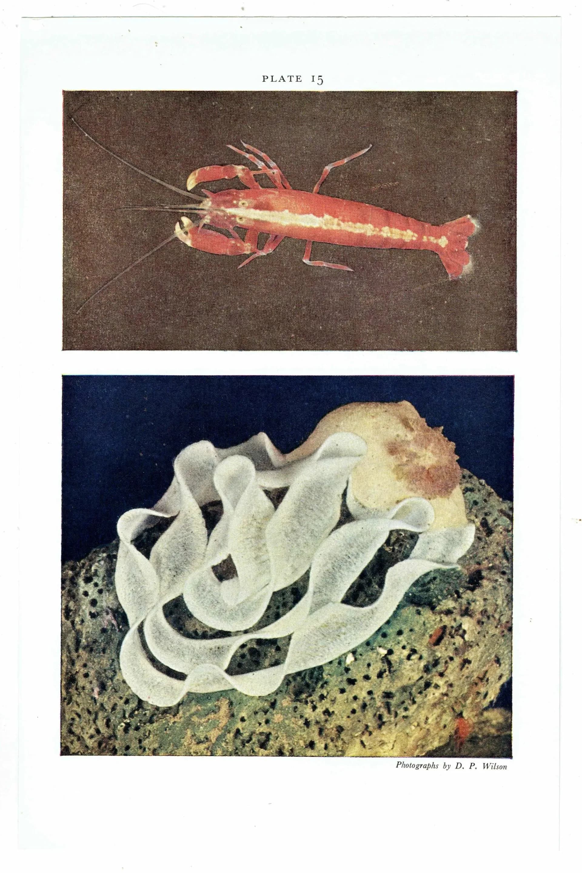 1959 The Sea Shore Hooded Shrimp & Sea-Lemon Spawning Print - Marine Life Photography - Underwater Sea Creatures - 5 x 8.5 in