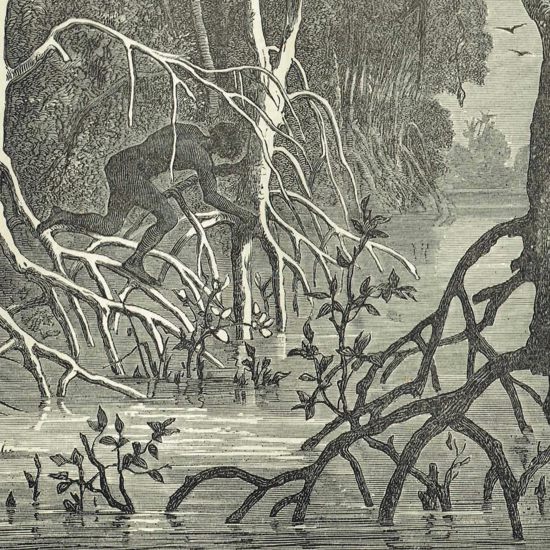 1875 Swamp Chase Scene - Antique Engraving By Bates - Illustrated Travels Vol 6 Victorian Mangrove Swamp Scene - 11.5 x 8 in