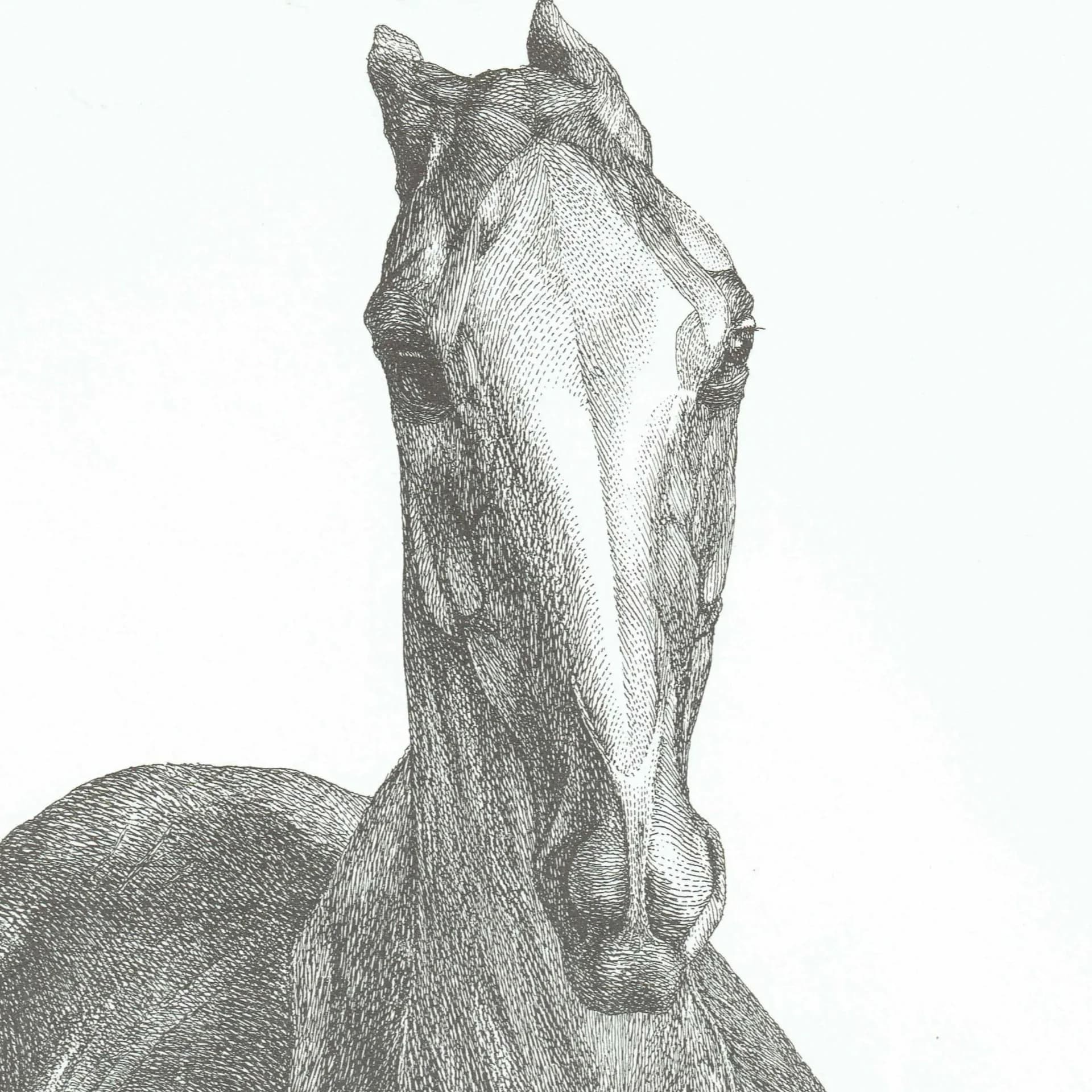 Horse Muscle Anatomy - Original 1976 Vintage Print from 1766 Stubbs Etching - Equine Scientific Study Dover Edition Zoology Art - 14 x 10 in