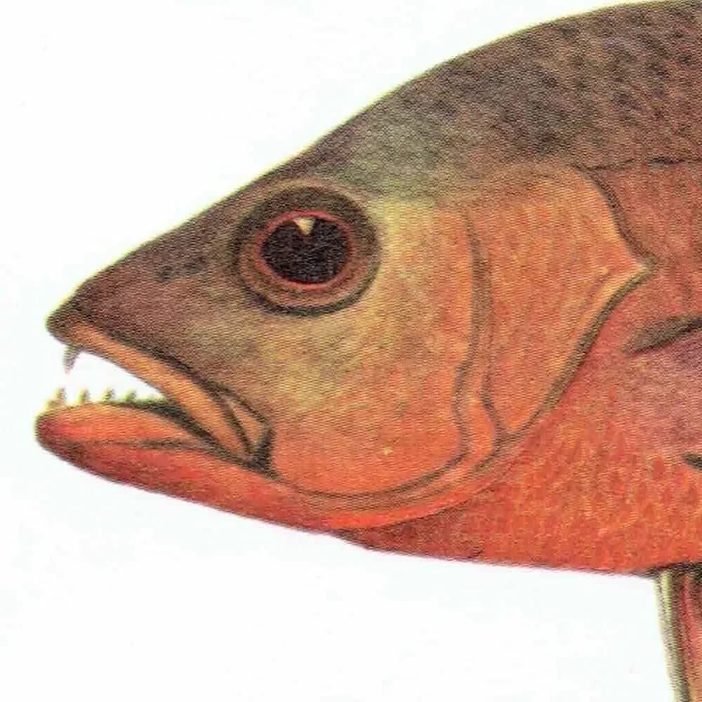 1964 Mangrove Jack & Blue-banded Sea Perch - Original Vintage Print By Coates - Great Barrier Reef Fish Science Art - 7 x 9 in