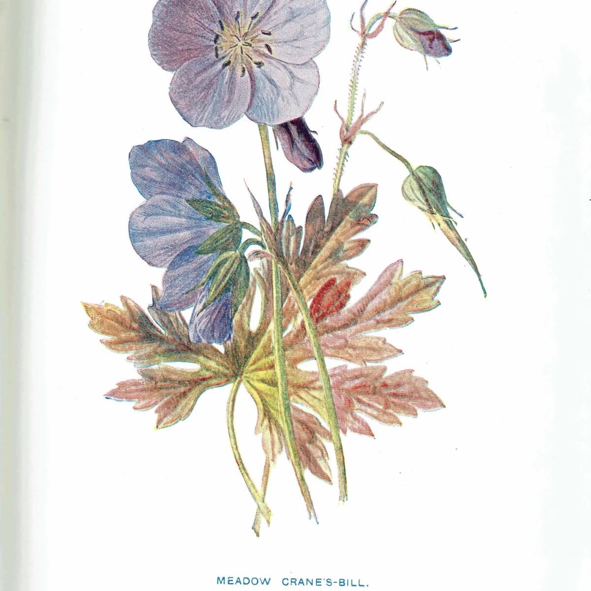 Antique Meadow Crane's-Bill Print – 1910s Edwardian Botanical Illustration