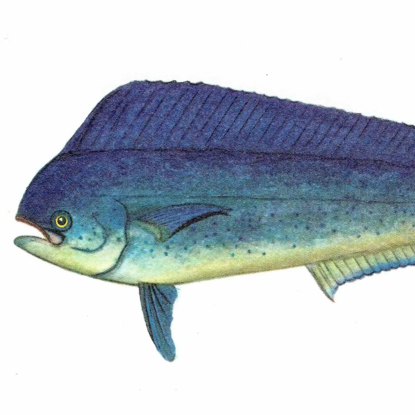 1964 Crescent Perch, Trumpeter Perch & Dolphinfish - Original Vintage Print By Coates - Great Barrier Reef Fish Study - 7 x 9 in