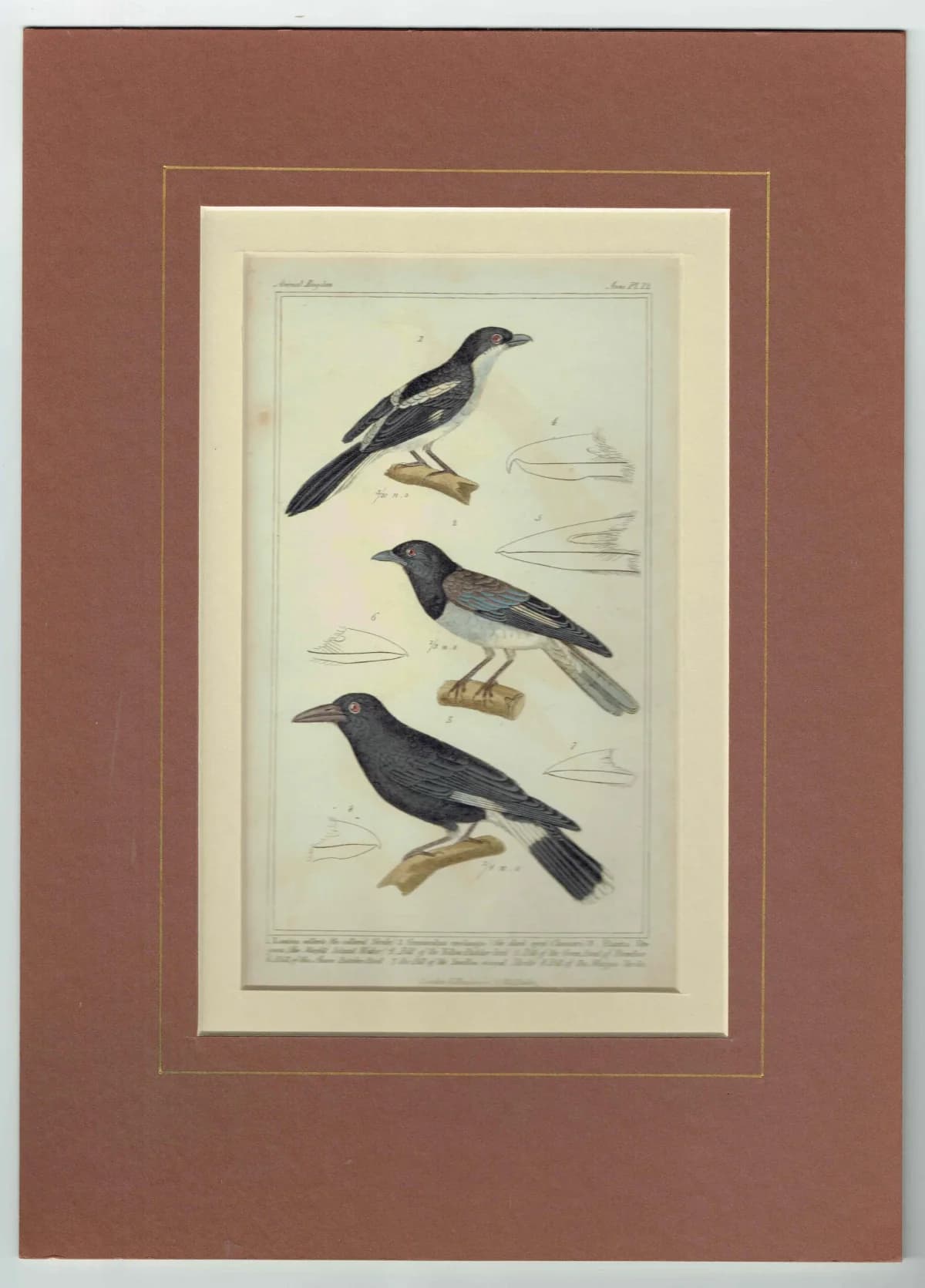 1835 Birds Cuvier Animal Kingdom Print - Ornithology Hand-Coloured Print - Shrike, Choucari, Norfolk Island Waker Illustration - 9 x 5.5 in