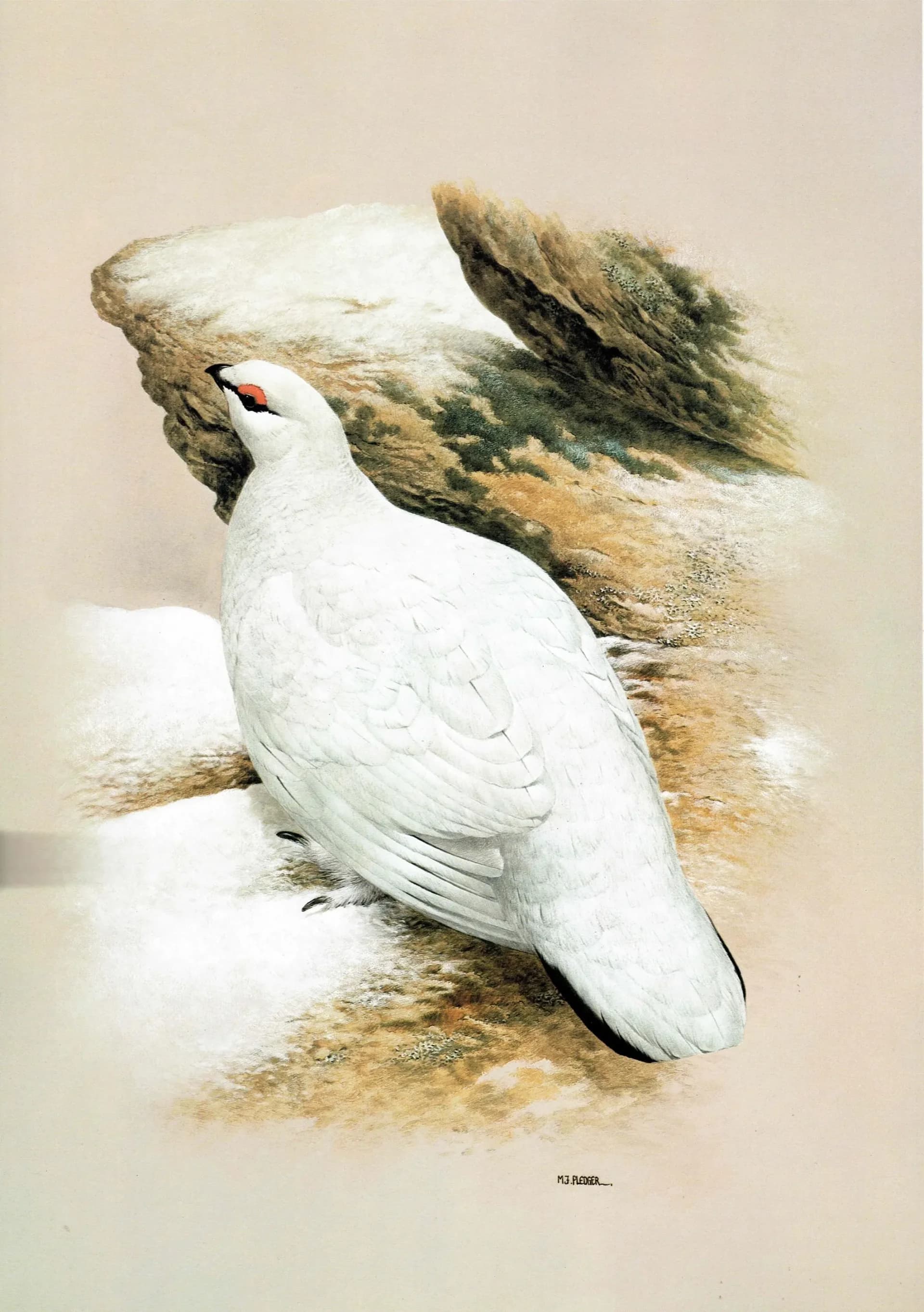 1981 Ptarmigan Lopus Mutus in Winter Plumage - Original Vintage Game Birds Wildlife Art Print - Maurice Pledger - 11.5 x 16.5 in