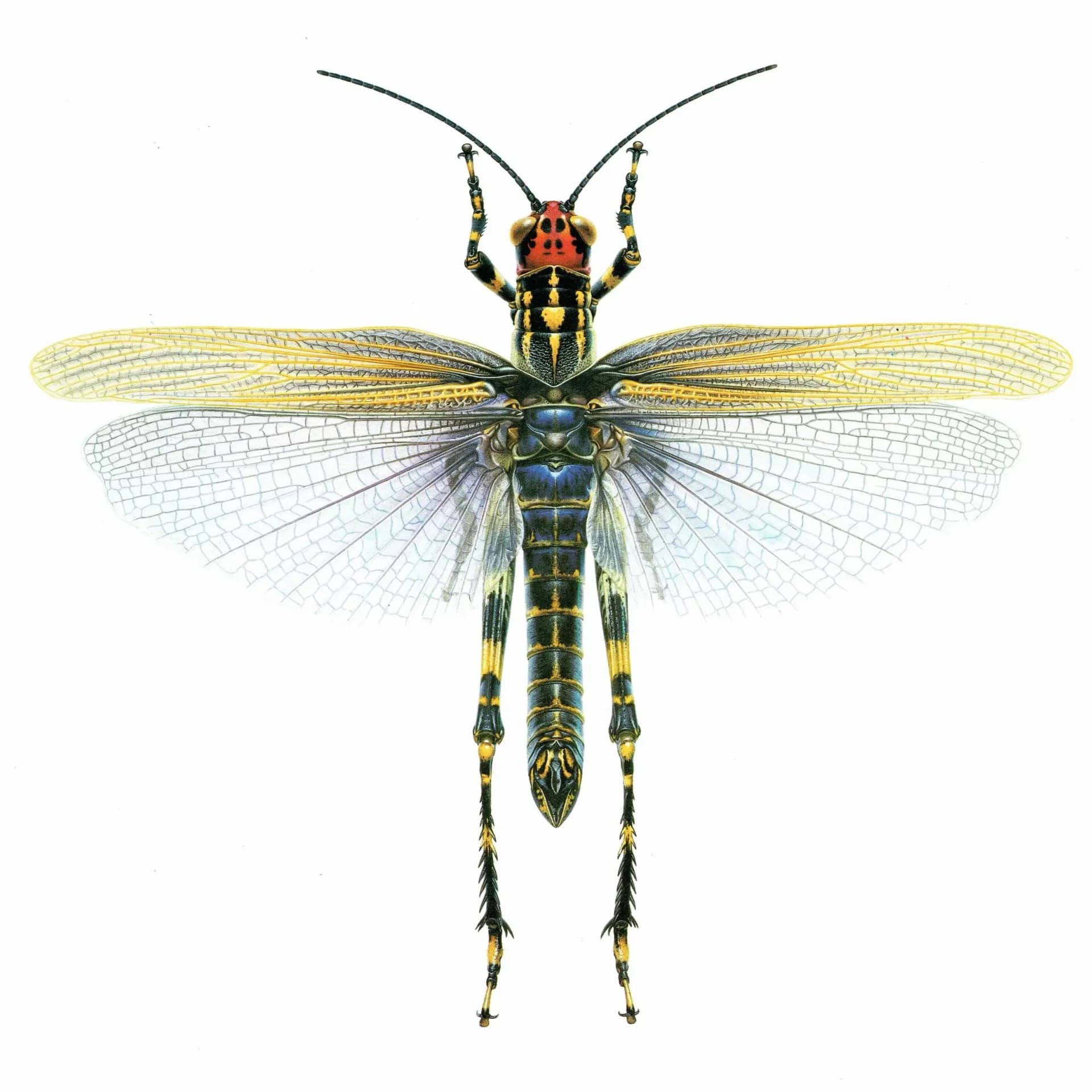 1986 Lubber Grasshopper Zoniopoda Omnicolor Print - Durin Bernard Les Insectes Science illustration - Blanchard Entomology - 11 x 13 in