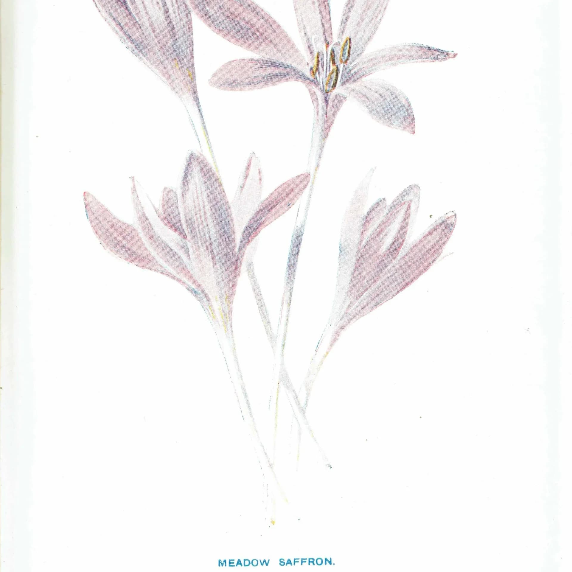 Antique Meadow Saffron Print – 1910s Edwardian Botanical Illustration