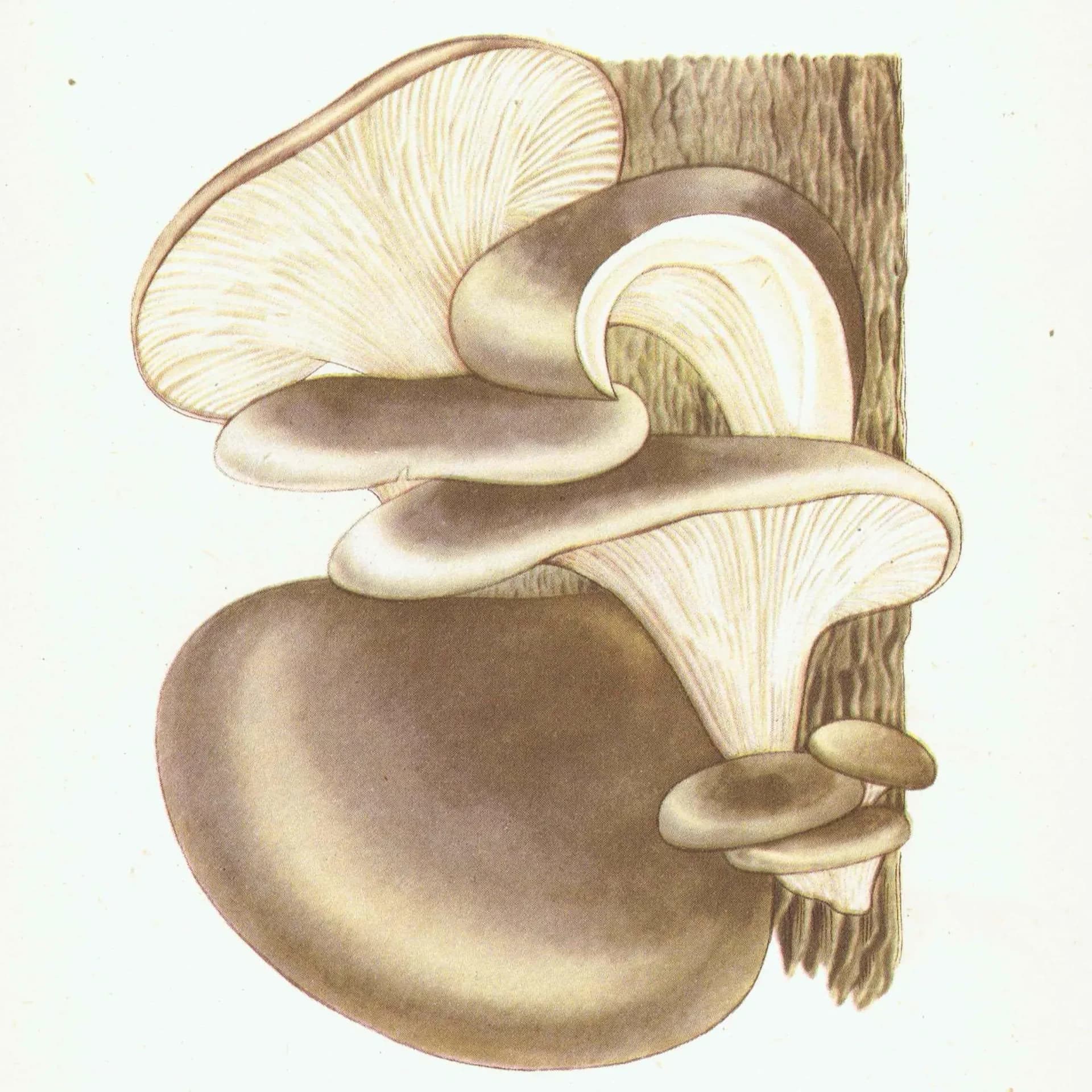 Fairy Ring & Oyster Mushroom Vintage Print – 1943 Botanical Illustration