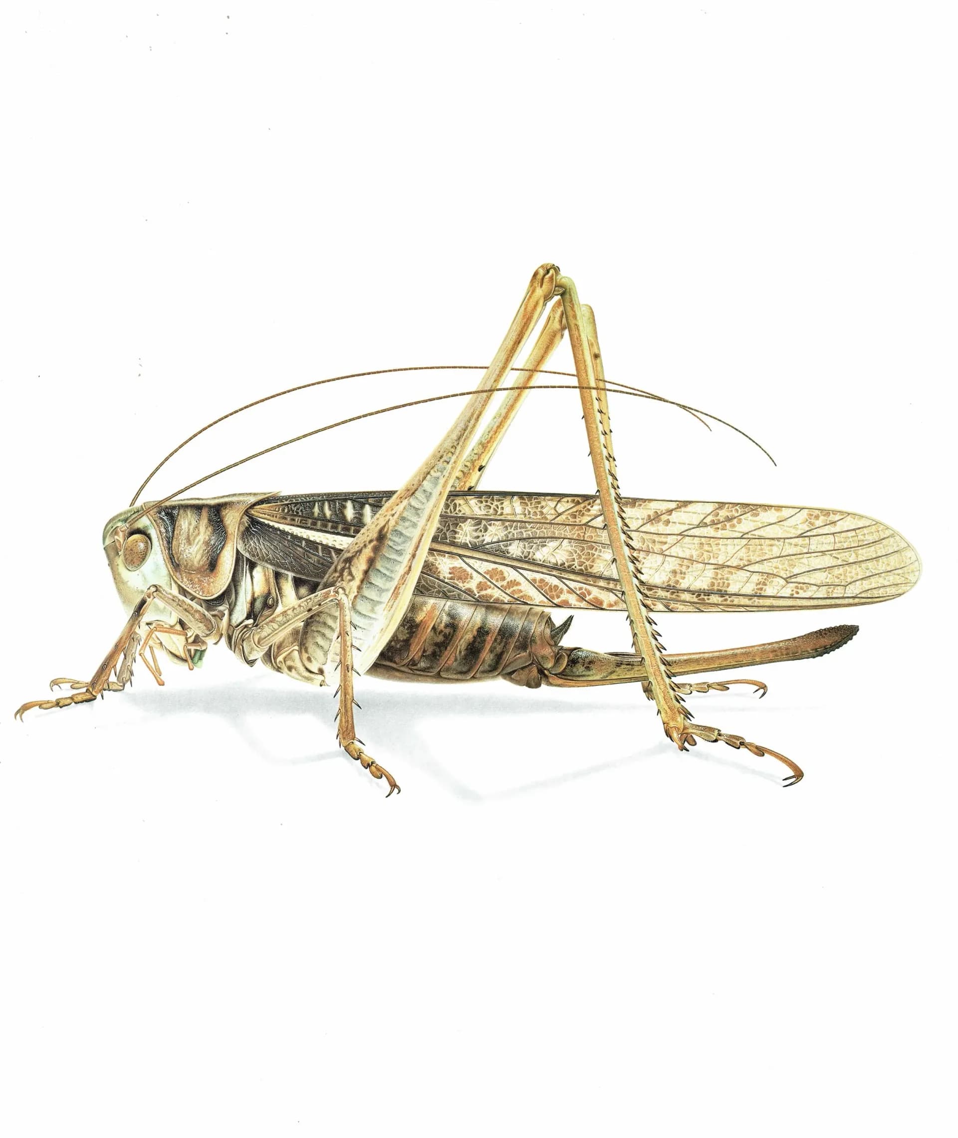 1986 Southern Wartbiter Decticus Albifrons Print - Durin Bernard Les Insectes Scientific Illustration - Fabricius Entomology - 11 x 13 in