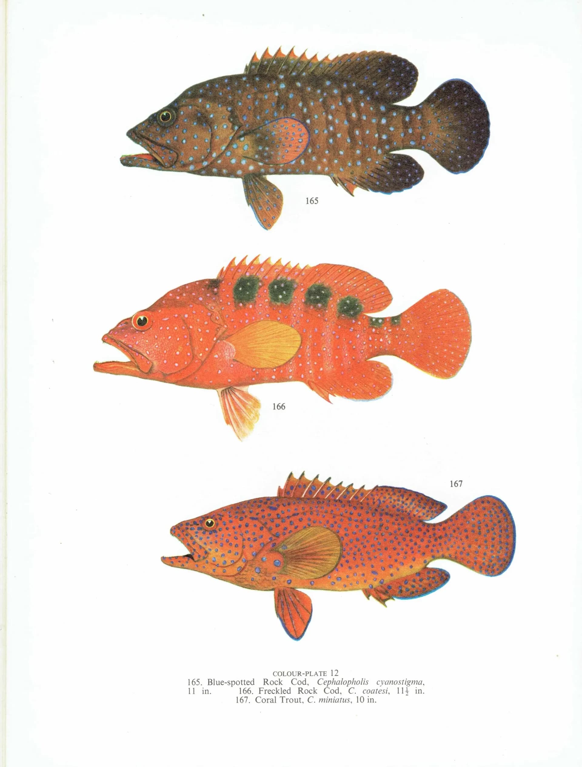 1964 Yellow Emperor & Lunar-tailed Rock Cod - Original Vintage Print By Coates - Great Barrier Reef Fish Science Art - 7 x 9 in