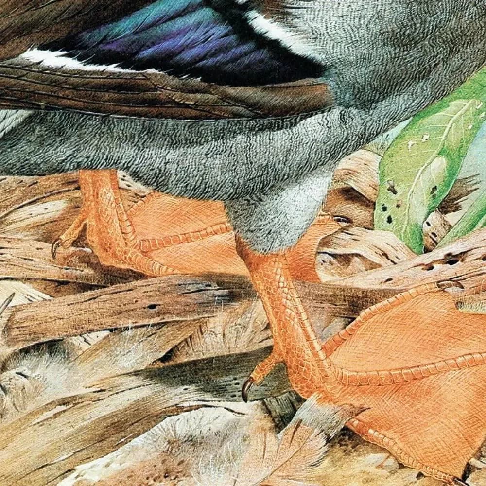 1981 Mallard Drake Anas Platyrhynchos - Original Vintage Print - Game Birds - Maurice Pledger Wildlife Study - 11.5 x 16.5 in