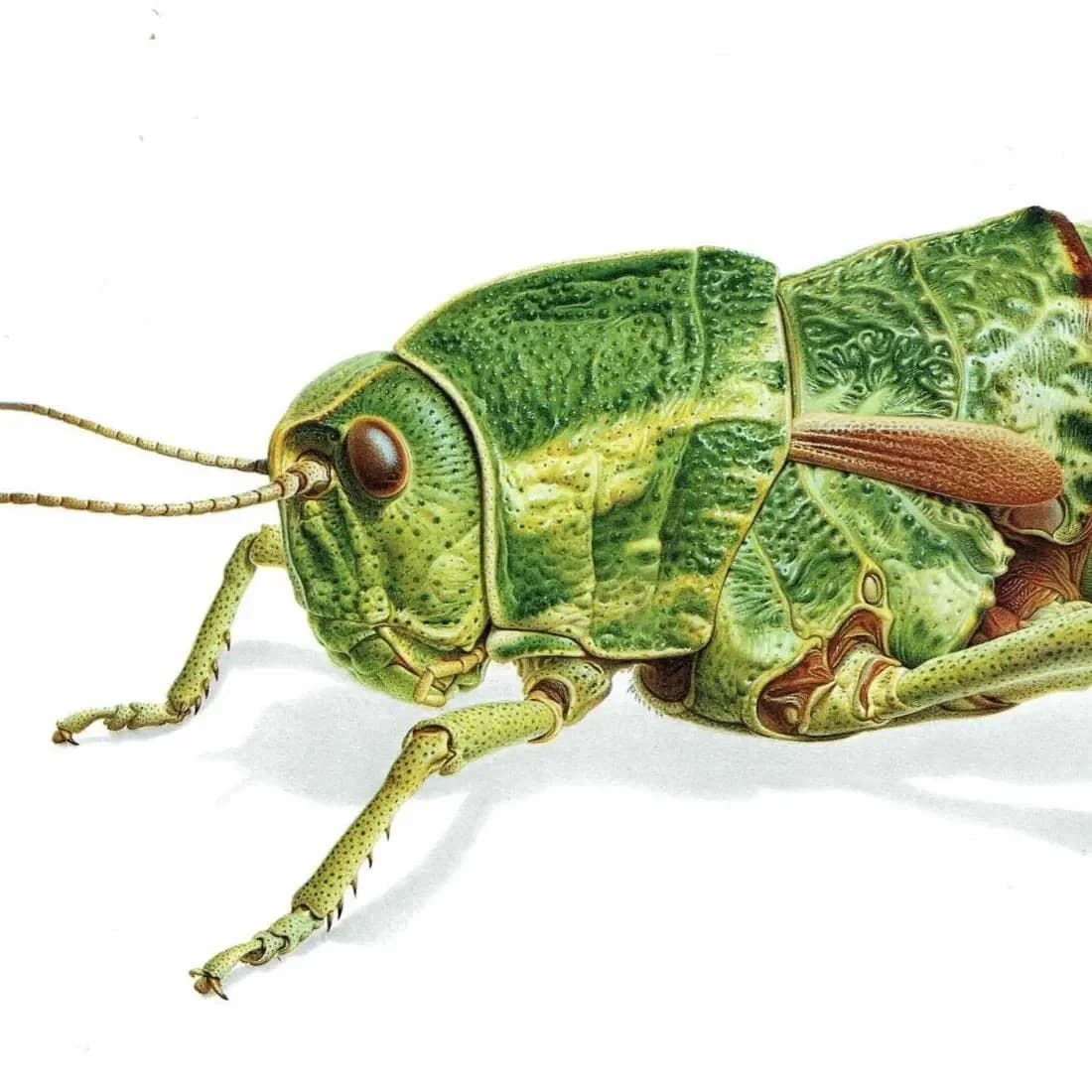 1986 Elephant Grasshopper Pamphagus Elephas Print - Durin Bernard Les Insectes Scientific Illustration - Linnaeus Entomology - 11 x 13 in