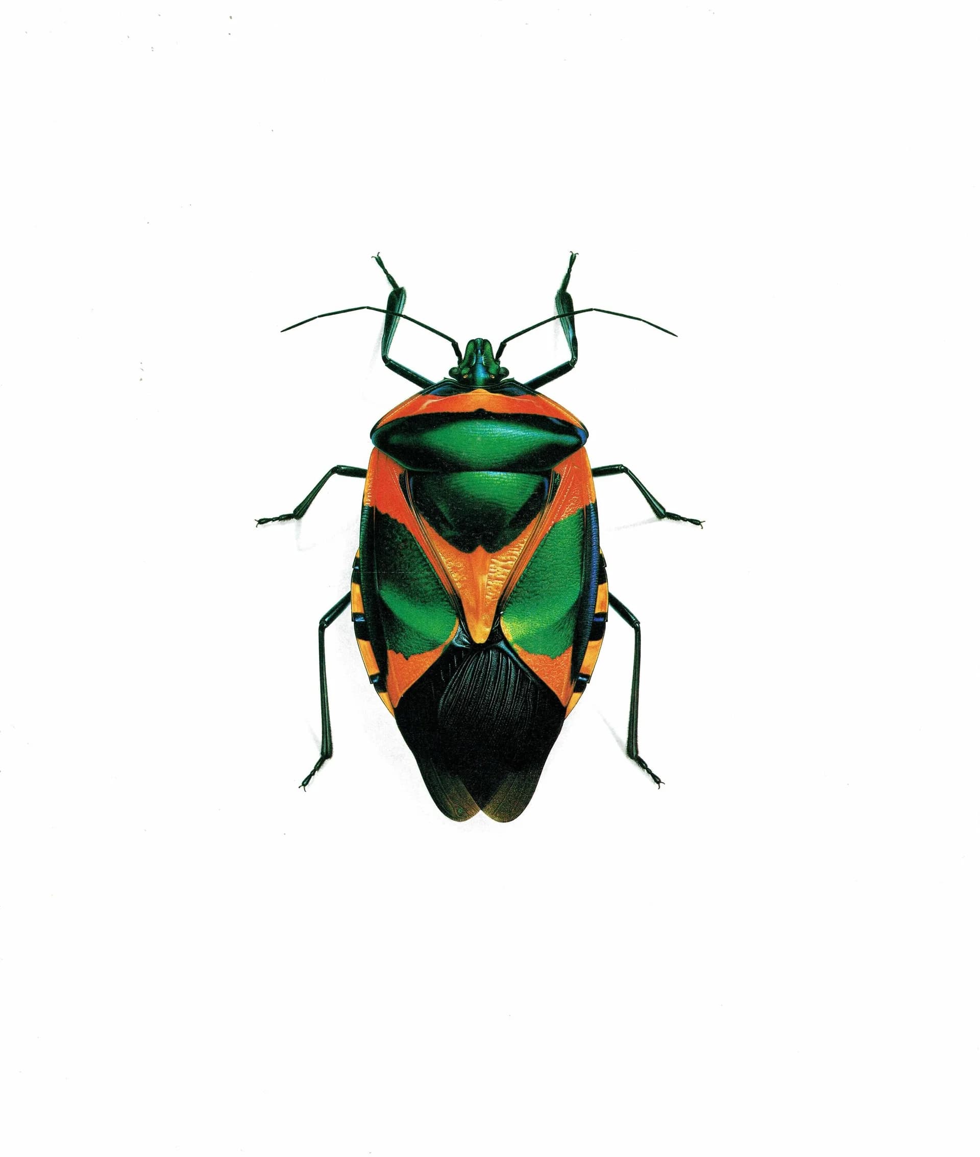 1986 Drury Sheld Chalcocoris Anchorage Bug Print - Durin Bernard Les Insectes Scientific Illustration - Drury Entomology - 11 x 13 in