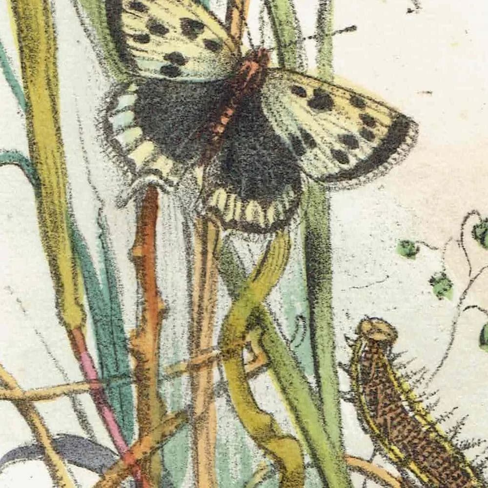 1859 Small Tortoiseshell & Small Meadow Copper Butterflies - Original Hand-Coloured Victorian Butterfly Print - 7 x 10.4 in