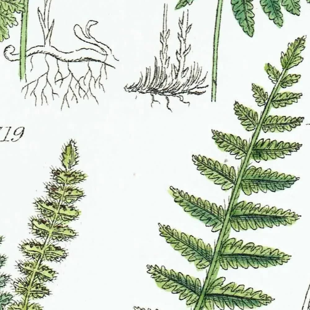 1910 Alpine Woodsia Ferns & Common Polypody - Original Antique Print By Sowerby - British Wild Flowers Botanical Study - 6.25 x 9.5 in